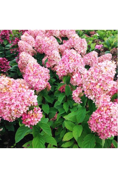 Гортензия метельчатая Мэджикал Кэндл